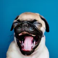 Smiling patient
